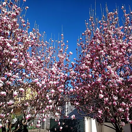 Serenity Garden Lejlighed *